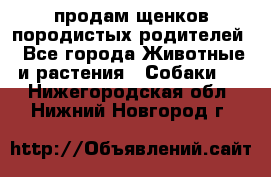 продам щенков породистых родителей - Все города Животные и растения » Собаки   . Нижегородская обл.,Нижний Новгород г.